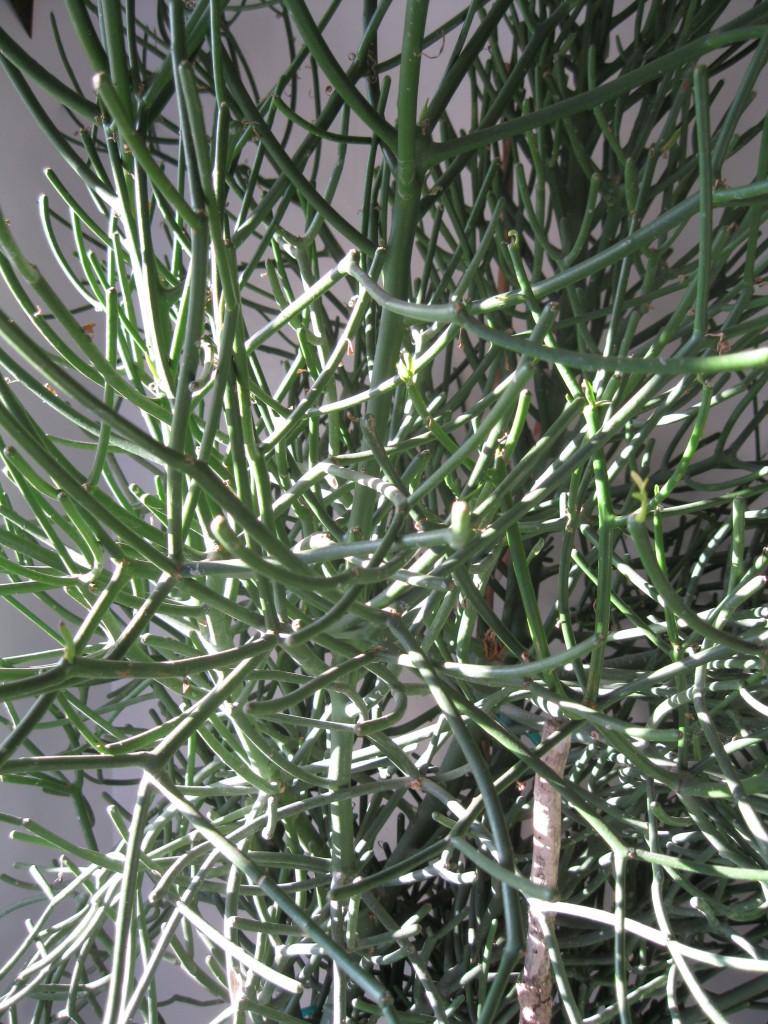 pencil cactus